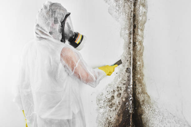 Best Mold Damage Repair  in Walnut, IL