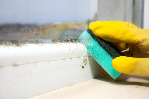 Best Affordable Mold Removal  in Walnut, IL