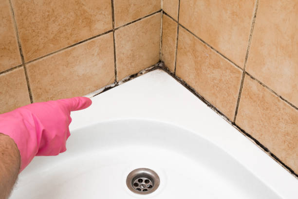 Best Mold Remediation  in Walnut, IL
