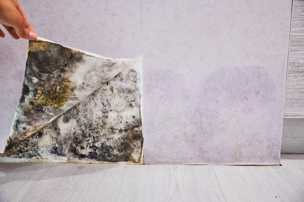 Best Mold Removal Near Me  in Walnut, IL